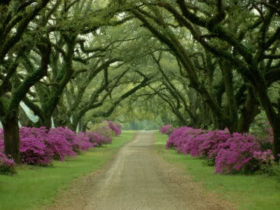 Purple trees of Scottland - by Sam Abell