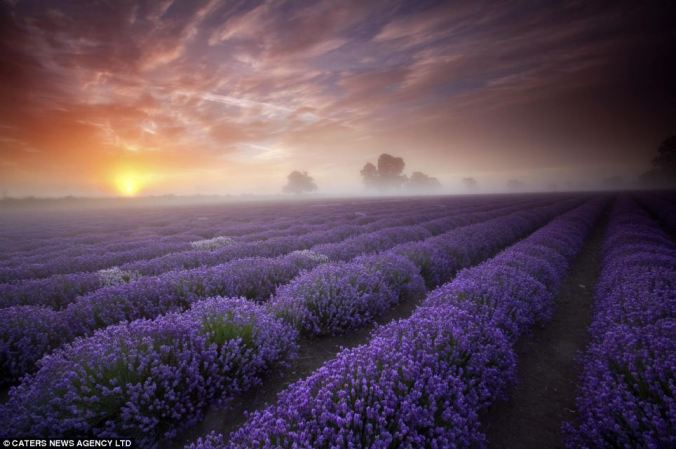 Lavender fields
